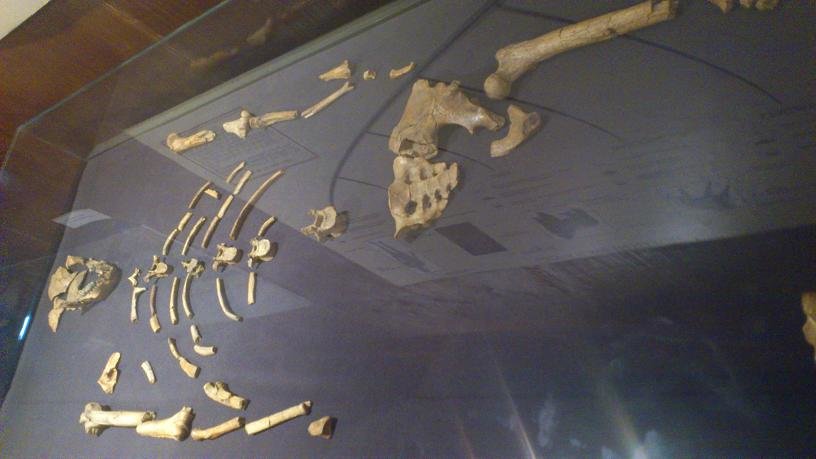 bone-of-australopithecus.jpg