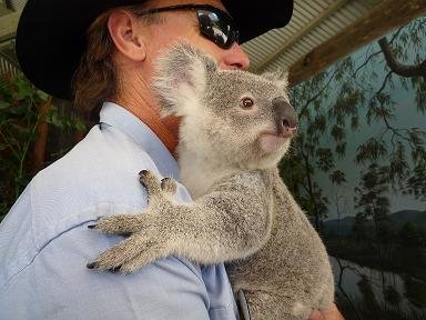 hugging-the-koala.jpg