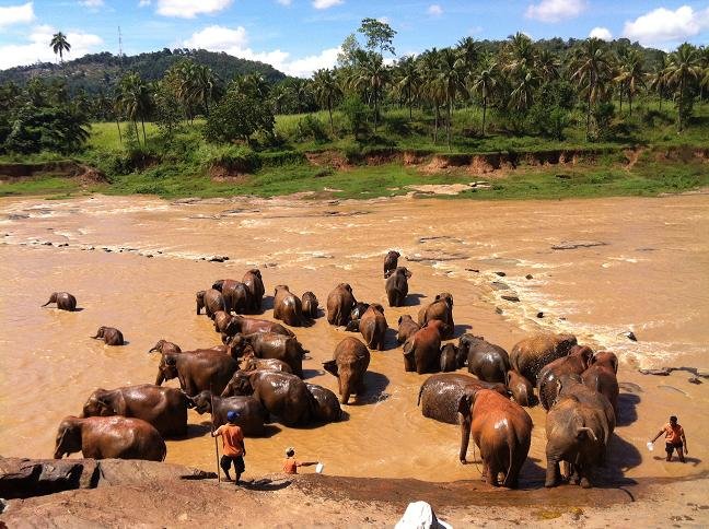 bathing-elephants.jpg