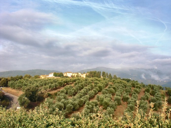 olive-tree.jpg