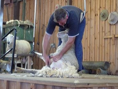 sheep-shearing.jpg